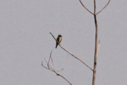 Olive-sided Flycatcher - Jay McGowan