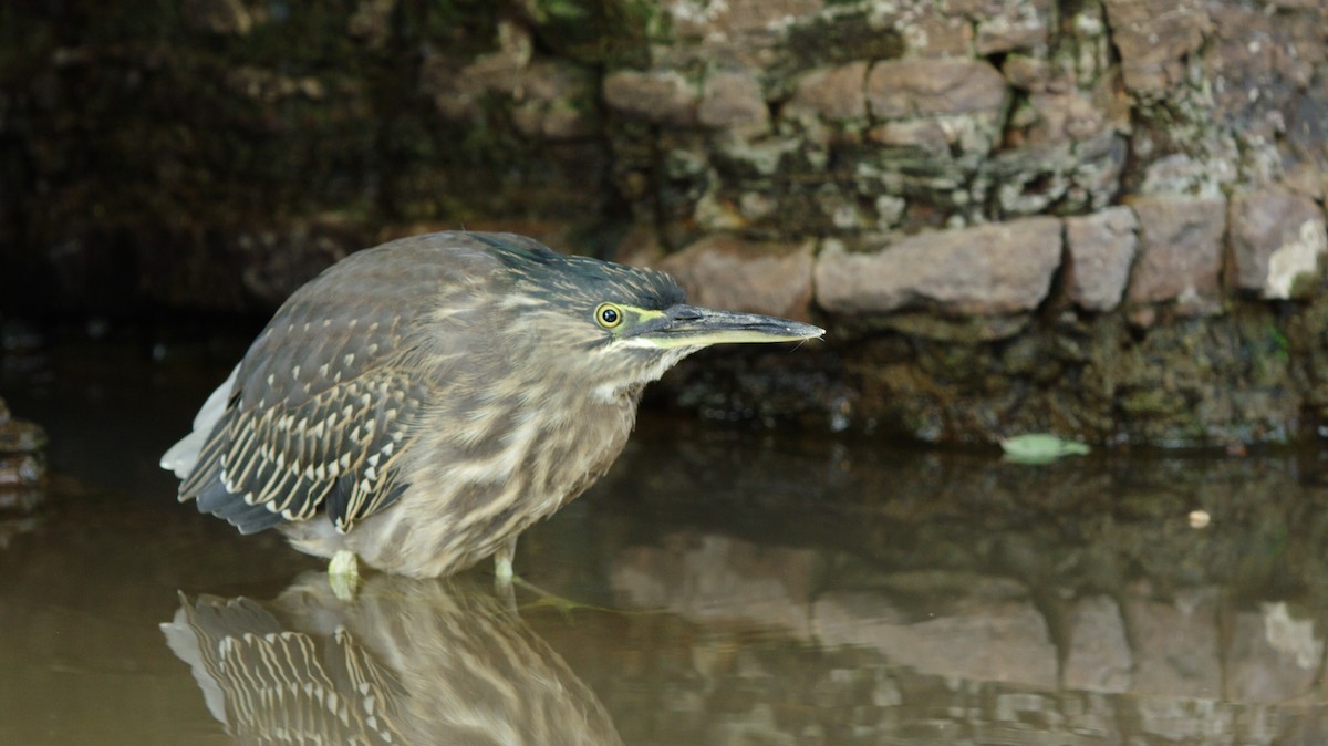 Striated Heron - Kalyan Varma