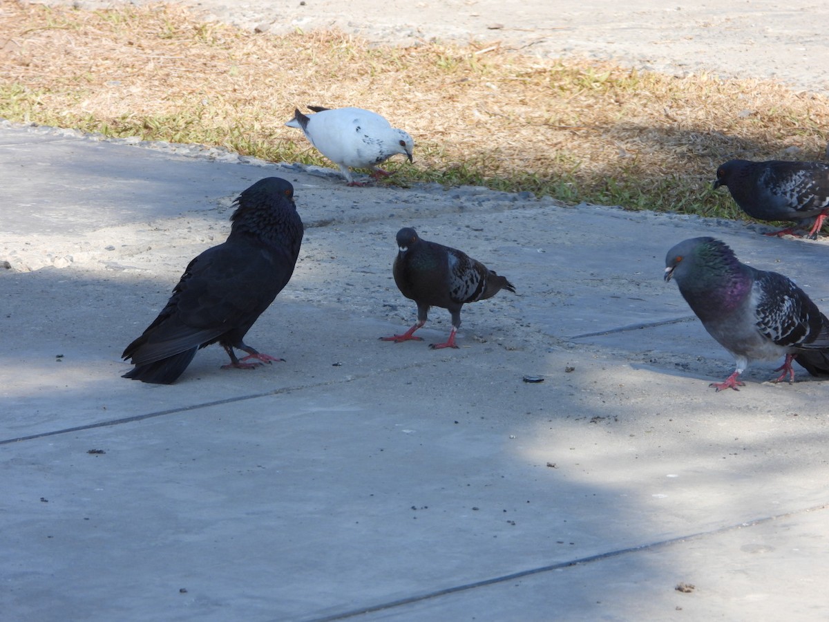 Rock Pigeon (Feral Pigeon) - ML412739731