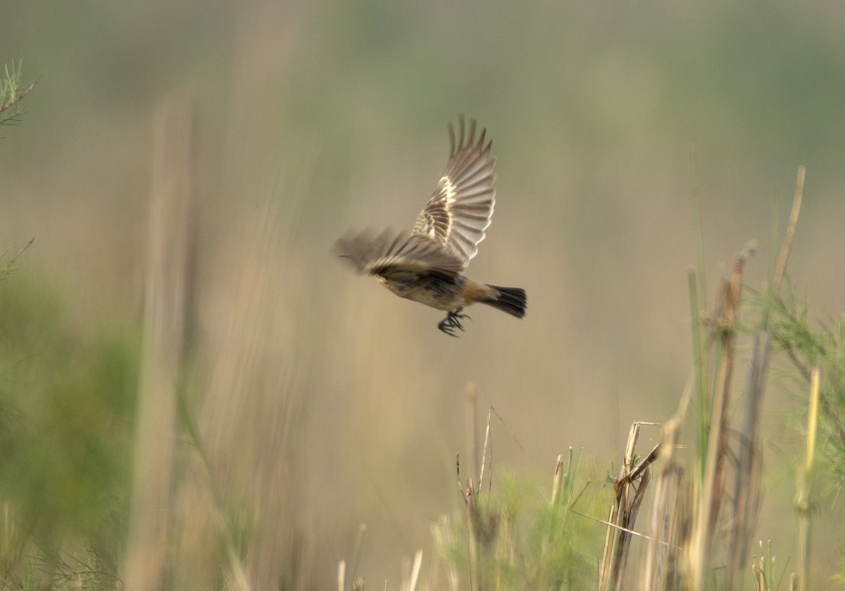 White-throated Bushchat - ML412739811