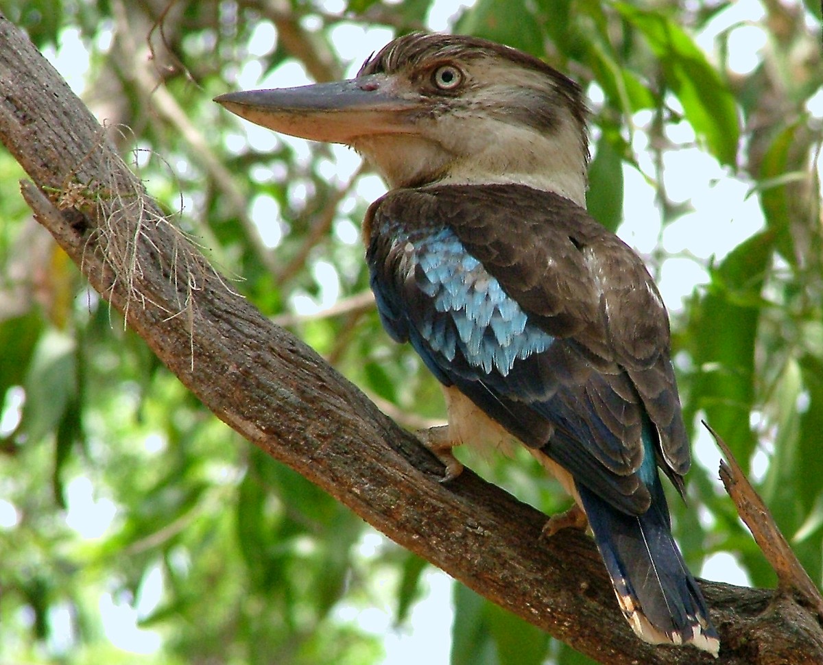 Blue-winged Kookaburra - ML412740101