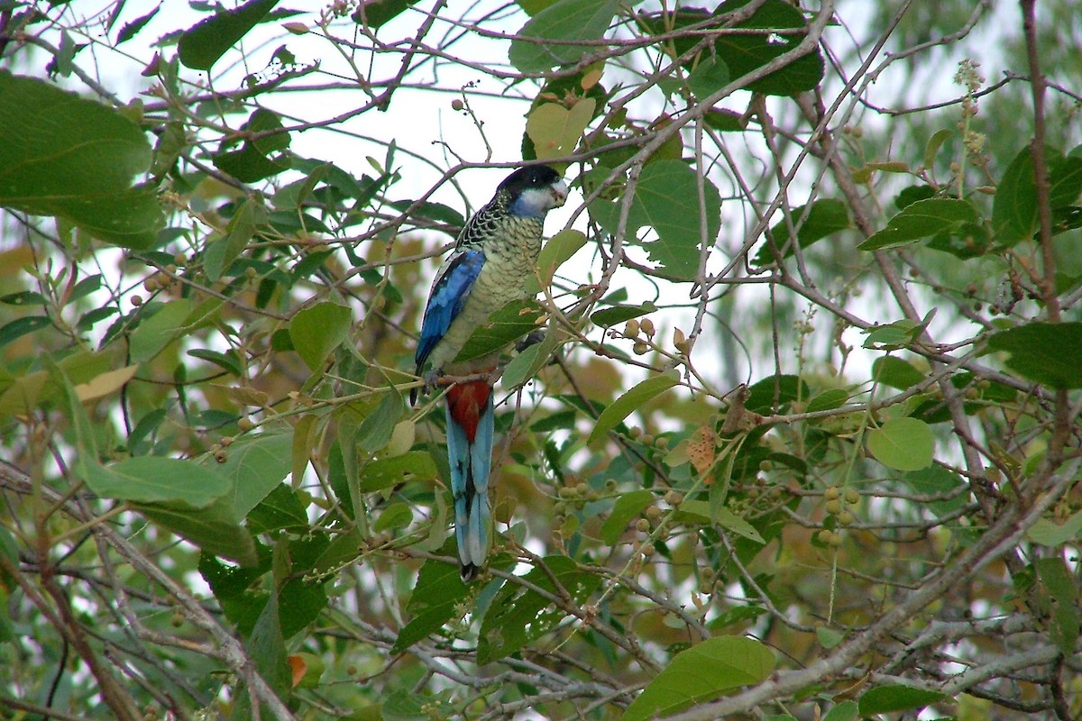 Northern Rosella - ML412740161