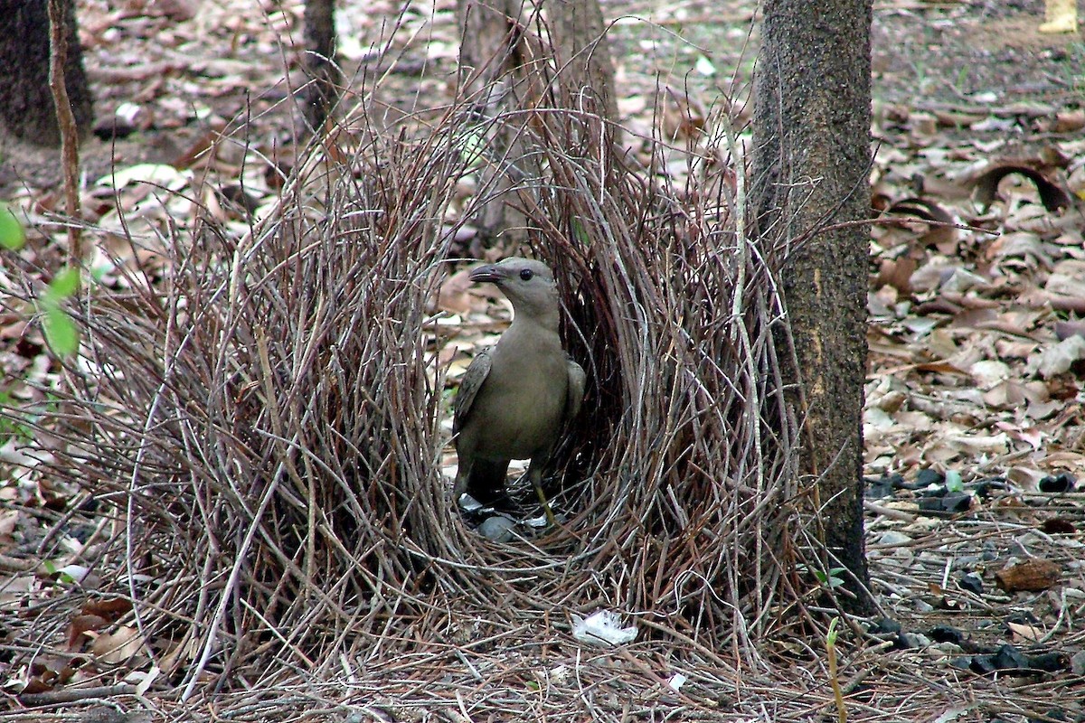 Great Bowerbird - ML412740261