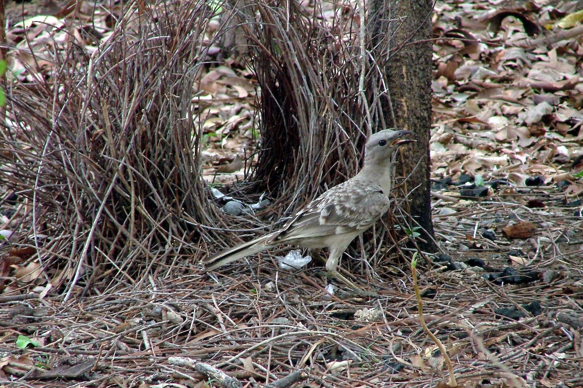 Great Bowerbird - ML412740271