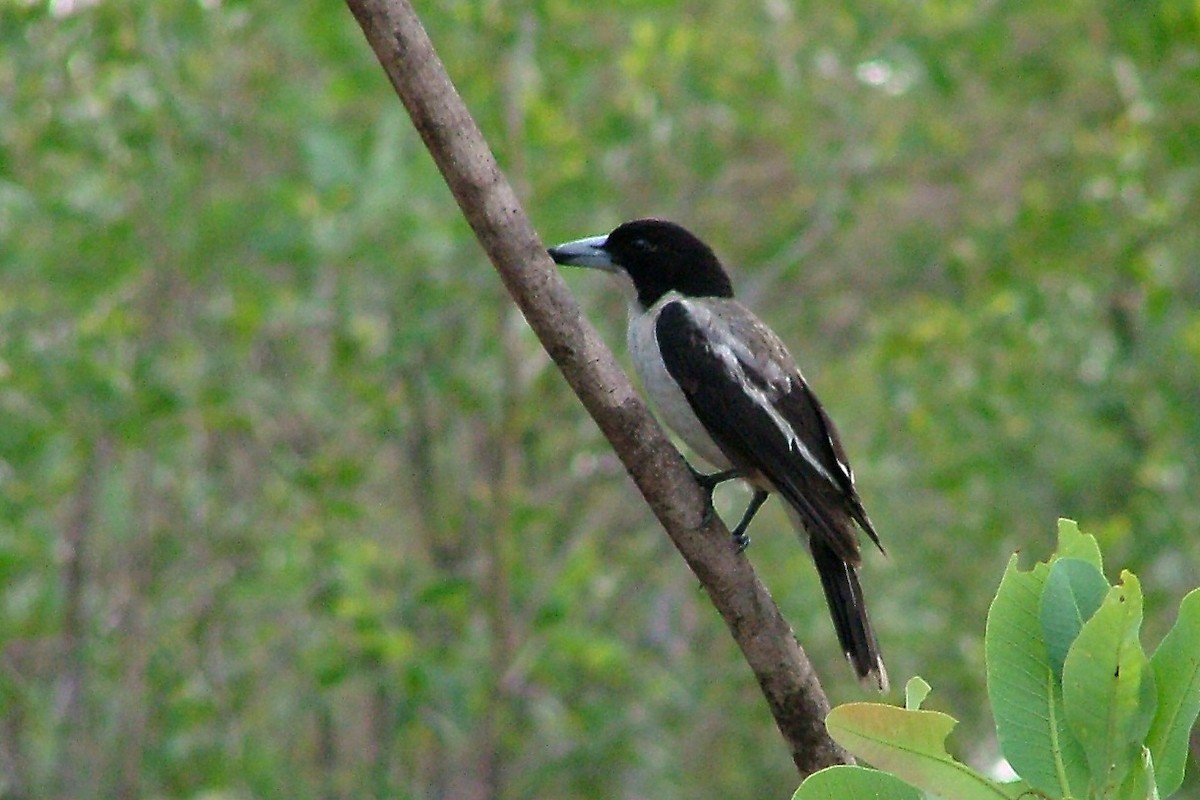 Silver-backed Butcherbird - ML412740341