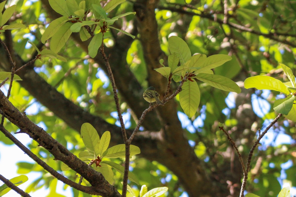 Yellow-olive Flatbill - ML412740951