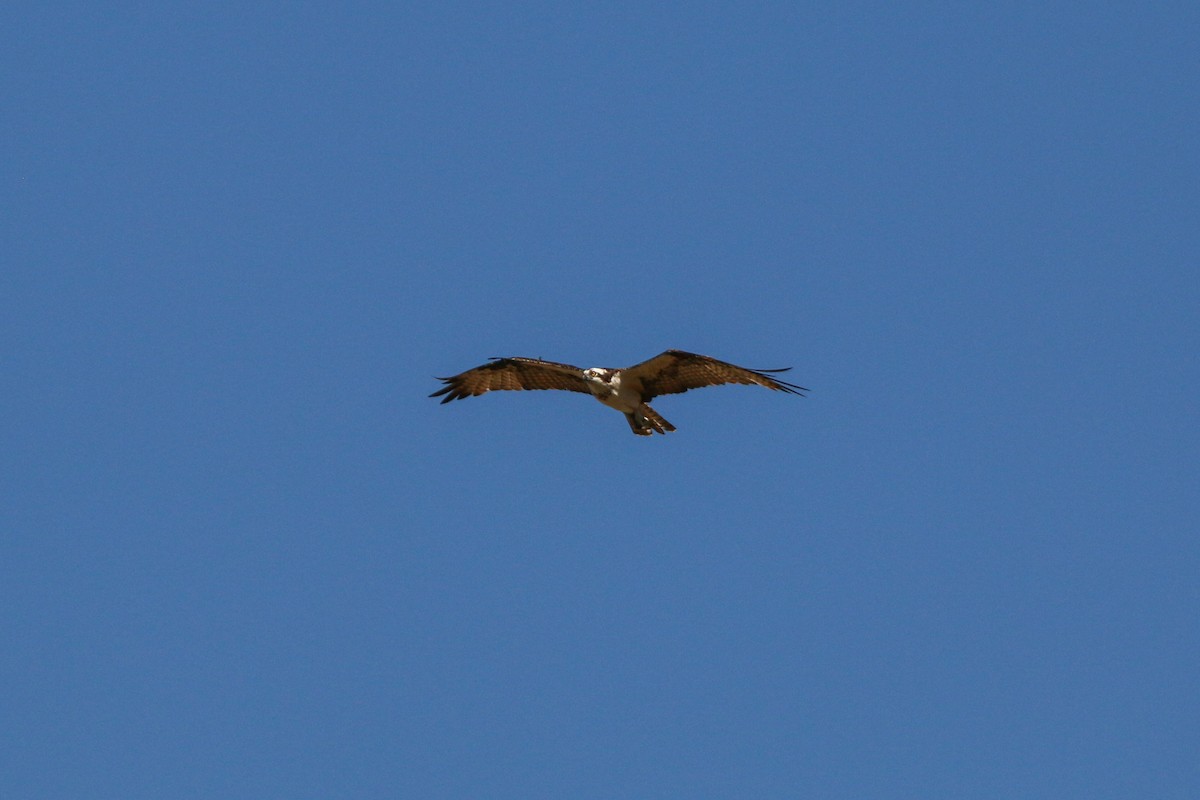 Osprey - ML412741261