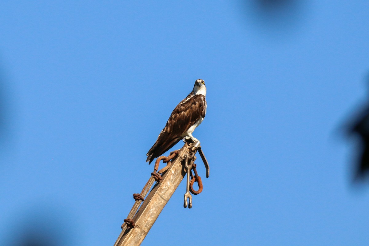 Águila Pescadora - ML412741301