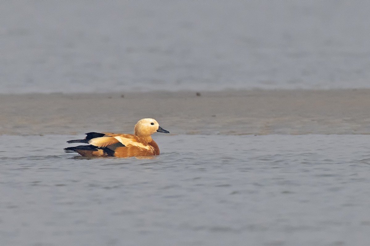 Ruddy Shelduck - ML412743141