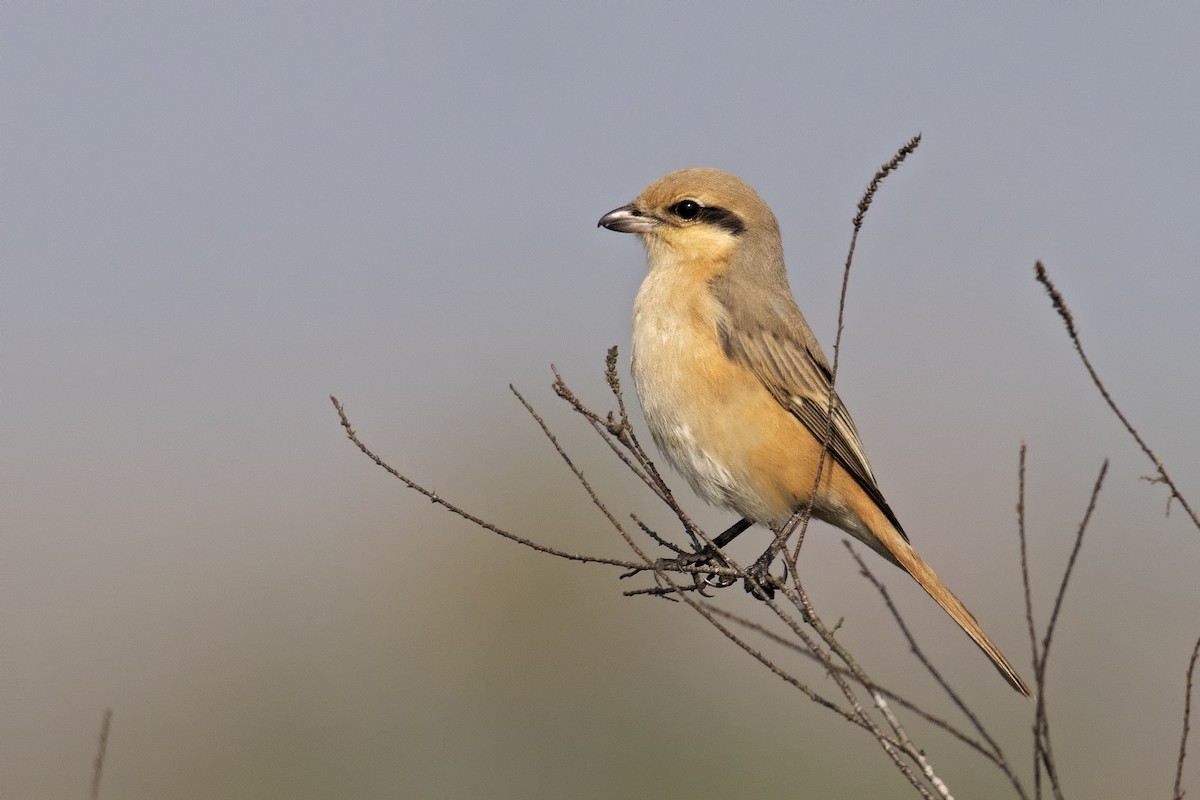 Isabelline Shrike - ML412743291