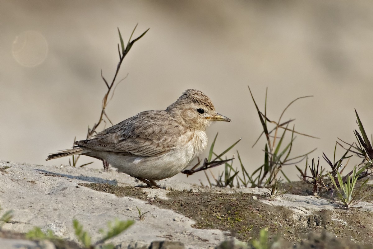 Sand Lark - ML412743581