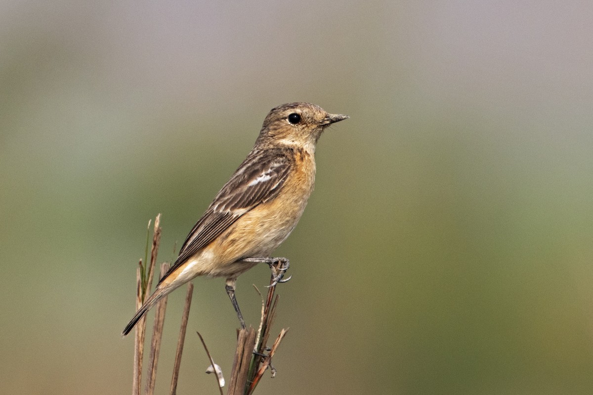 White-throated Bushchat - ML412743751