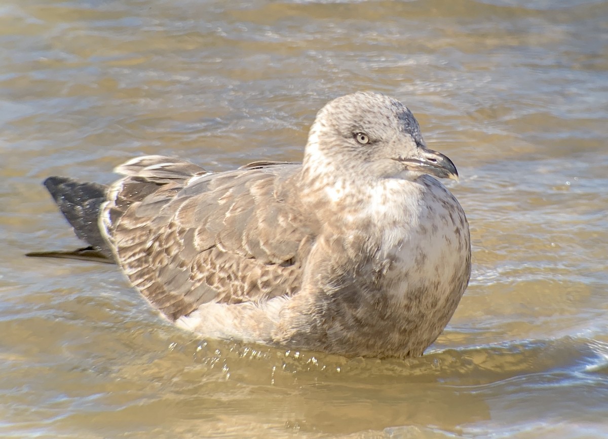 Lesser Black-backed Gull - ML412744081