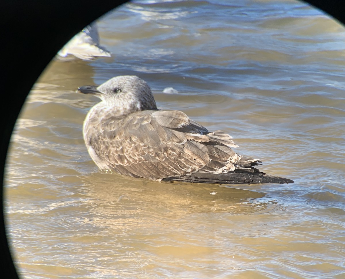 Lesser Black-backed Gull - ML412744171