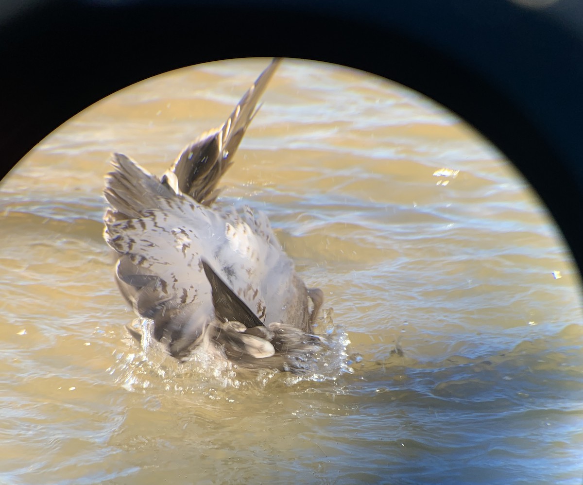 Gaviota Sombría - ML412744211