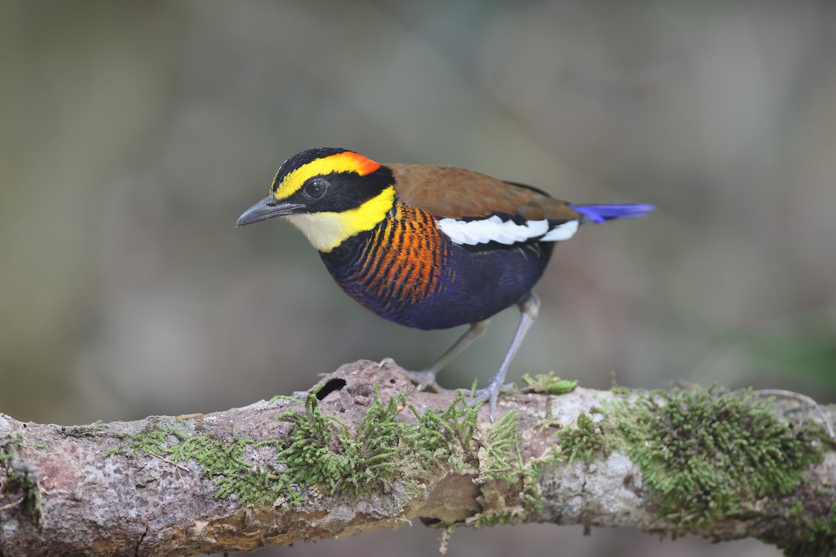 Malayan Banded-Pitta - Jan-Peter  Kelder