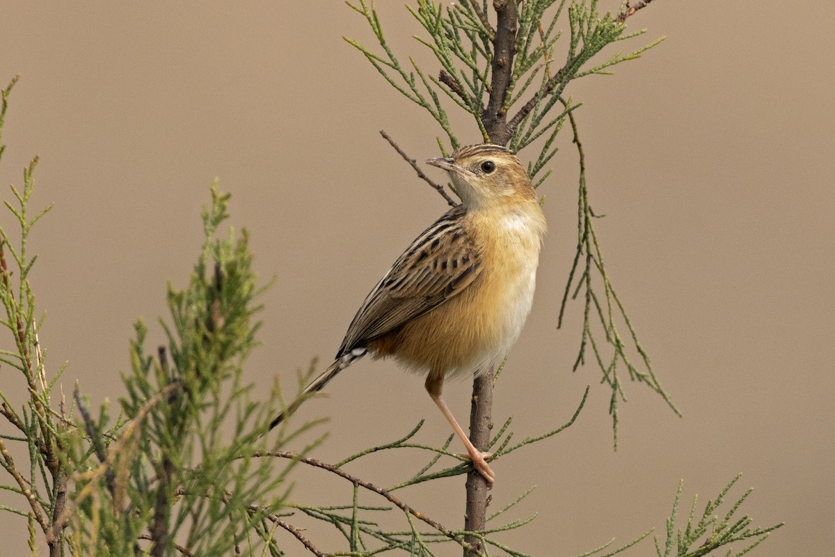 Zitting Cisticola - ML412744711