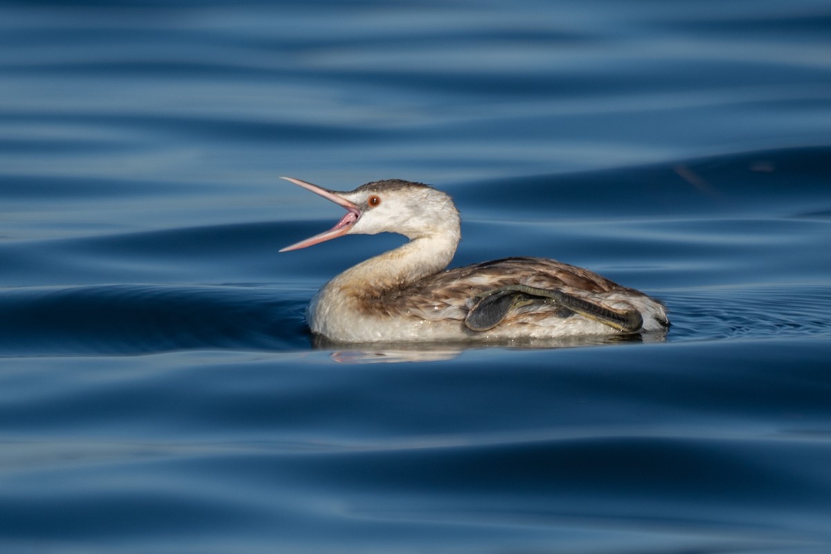 Great Crested Grebe - ML412748781