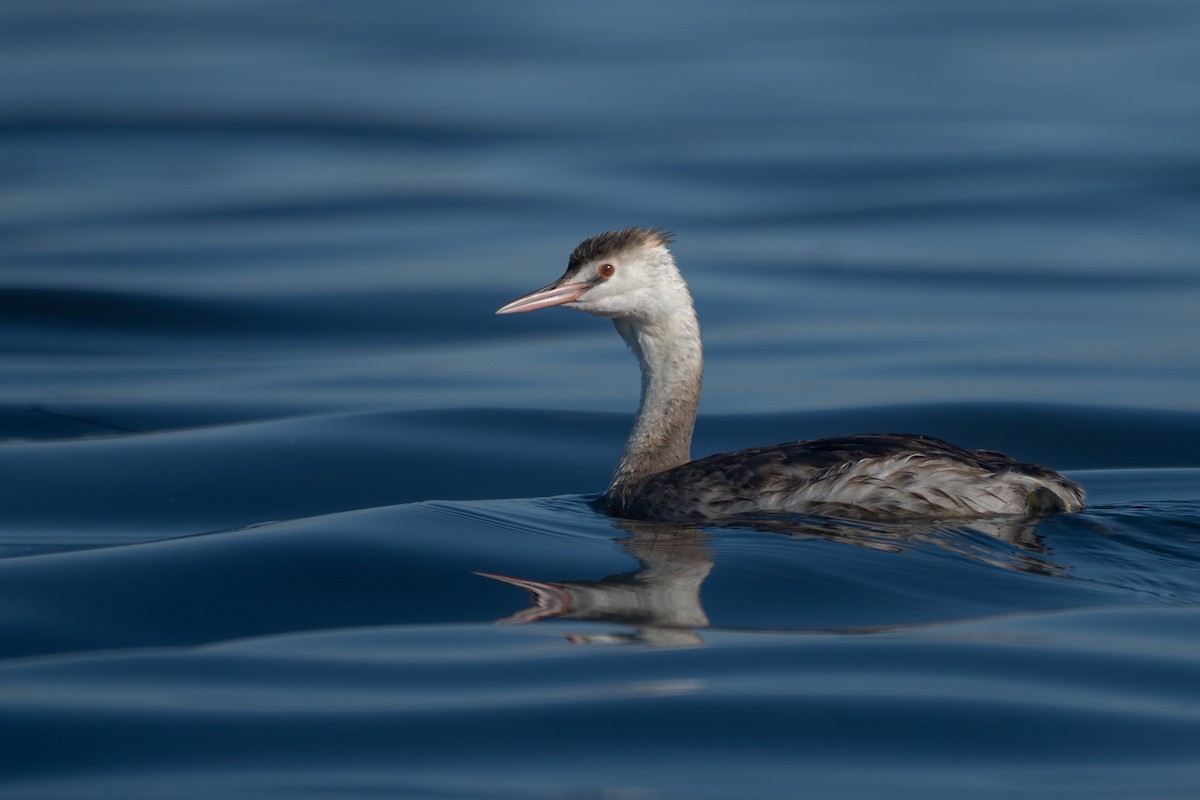 Great Crested Grebe - ML412748791