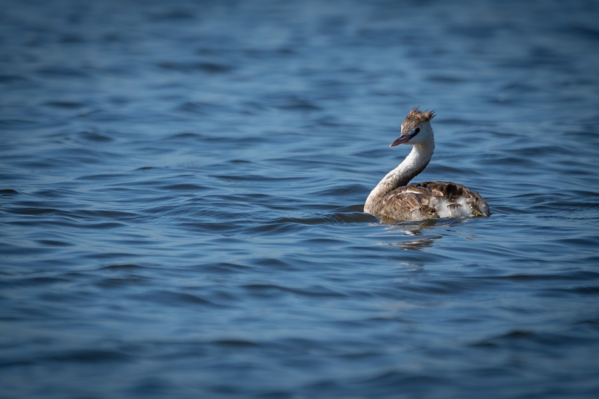 Great Crested Grebe - ML412749621