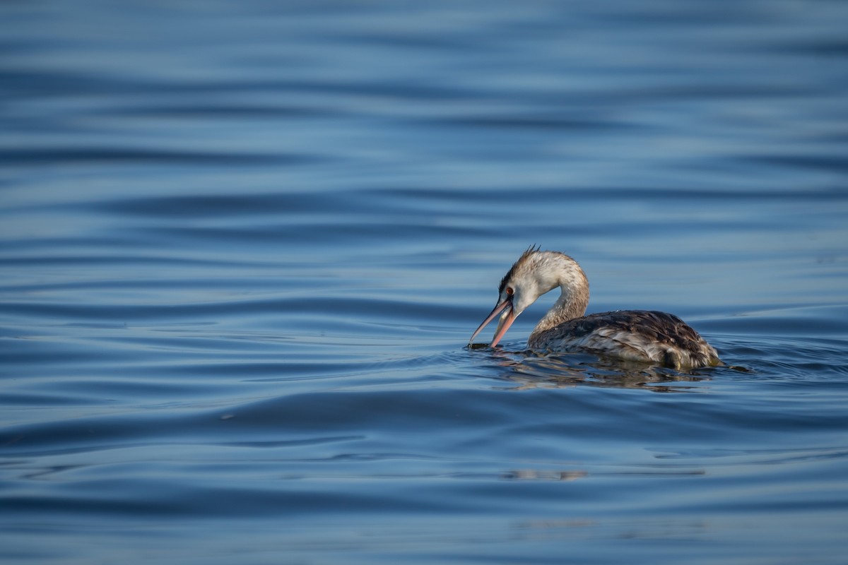Great Crested Grebe - ML412749641