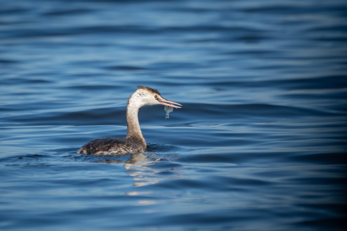 Great Crested Grebe - ML412749651