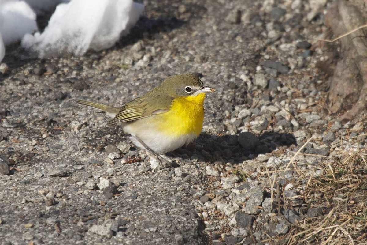 Yellow-breasted Chat - ML41275031