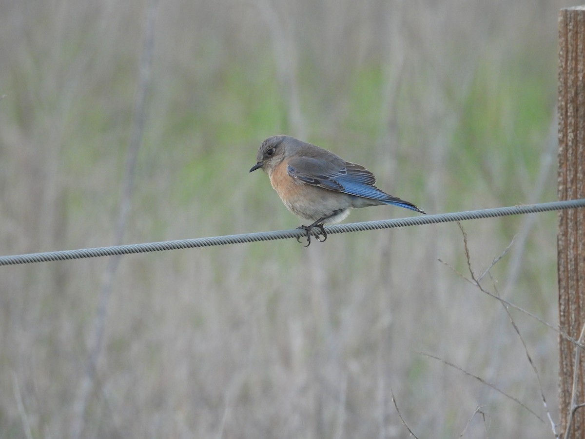 Western Bluebird - ML412751541