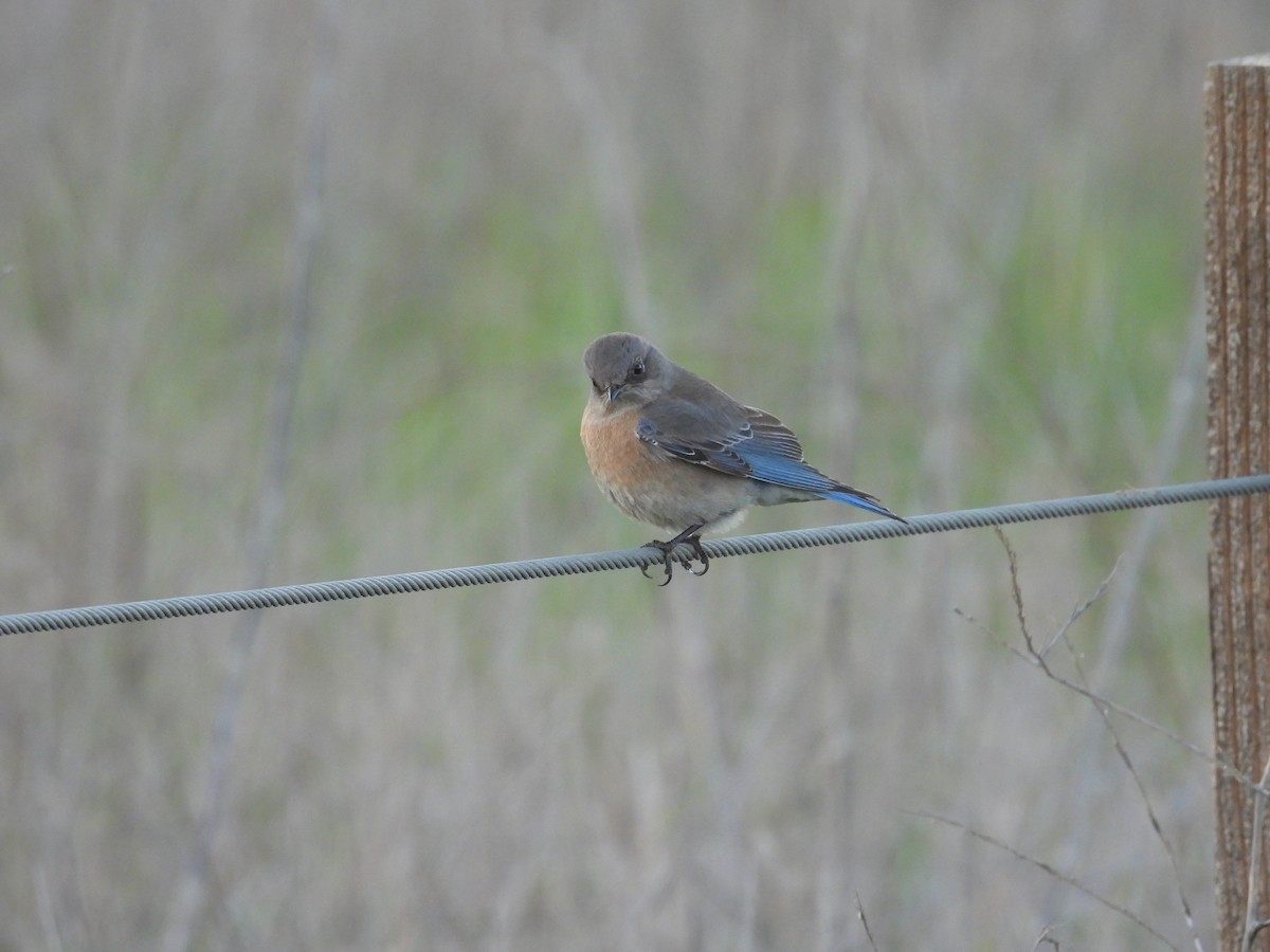 Blaukehl-Hüttensänger - ML412751581