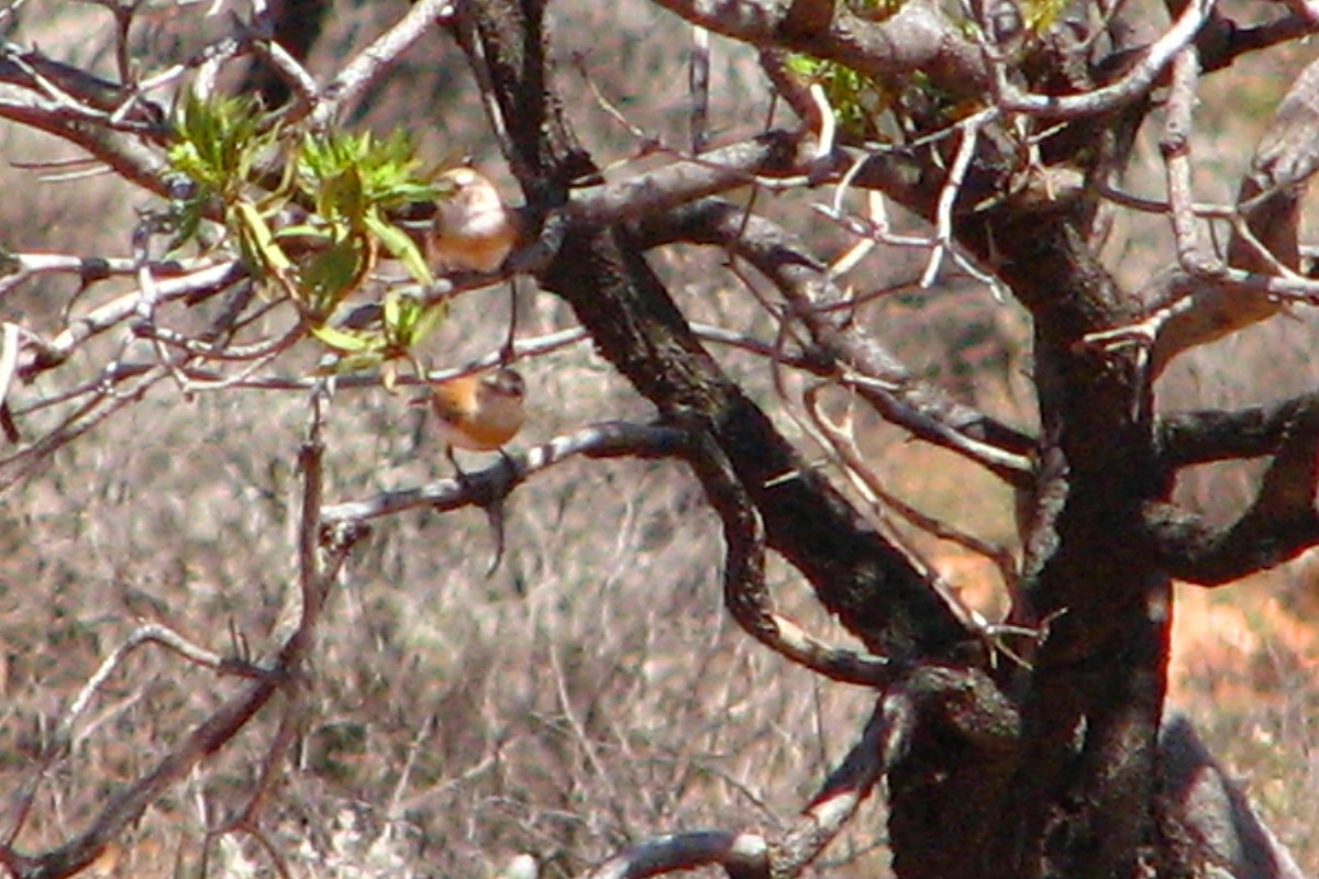 Chestnut-breasted Whiteface - ML412752761