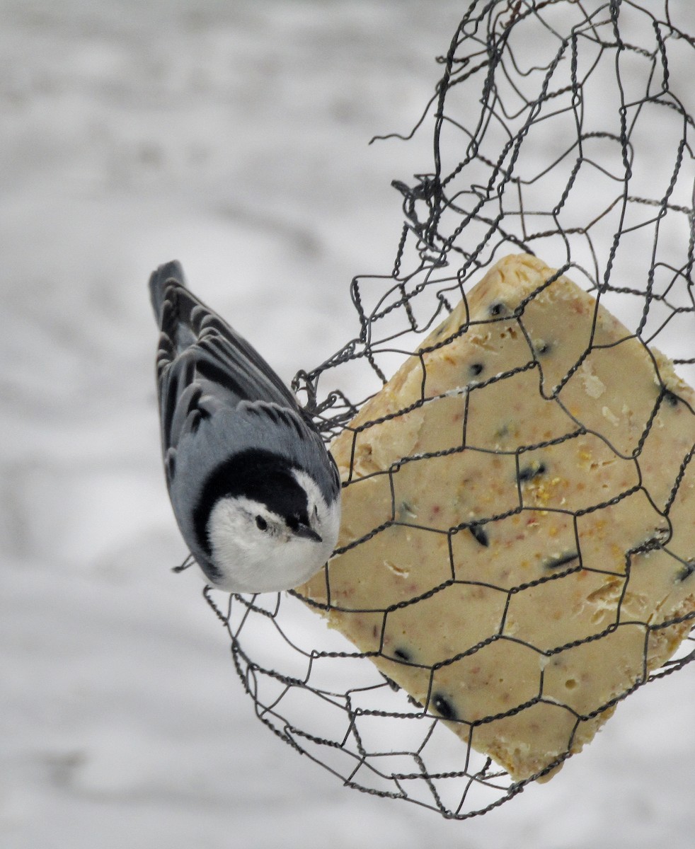 White-breasted Nuthatch - ML412753021