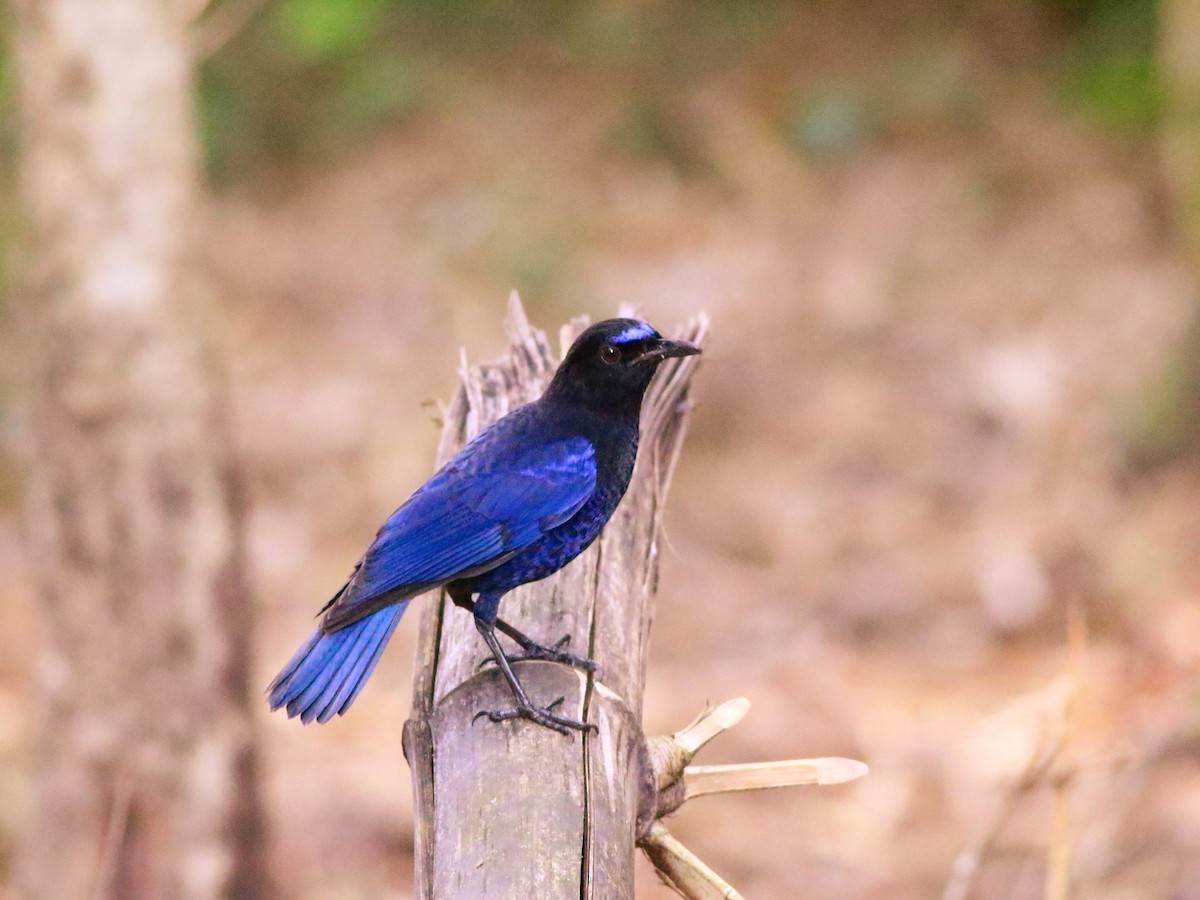 Malabar Whistling-Thrush - David Cooper