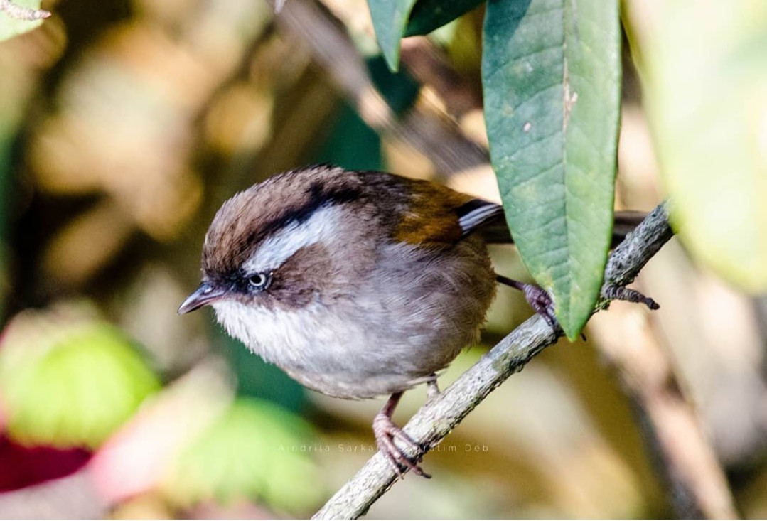 White-browed Fulvetta - ML412753331