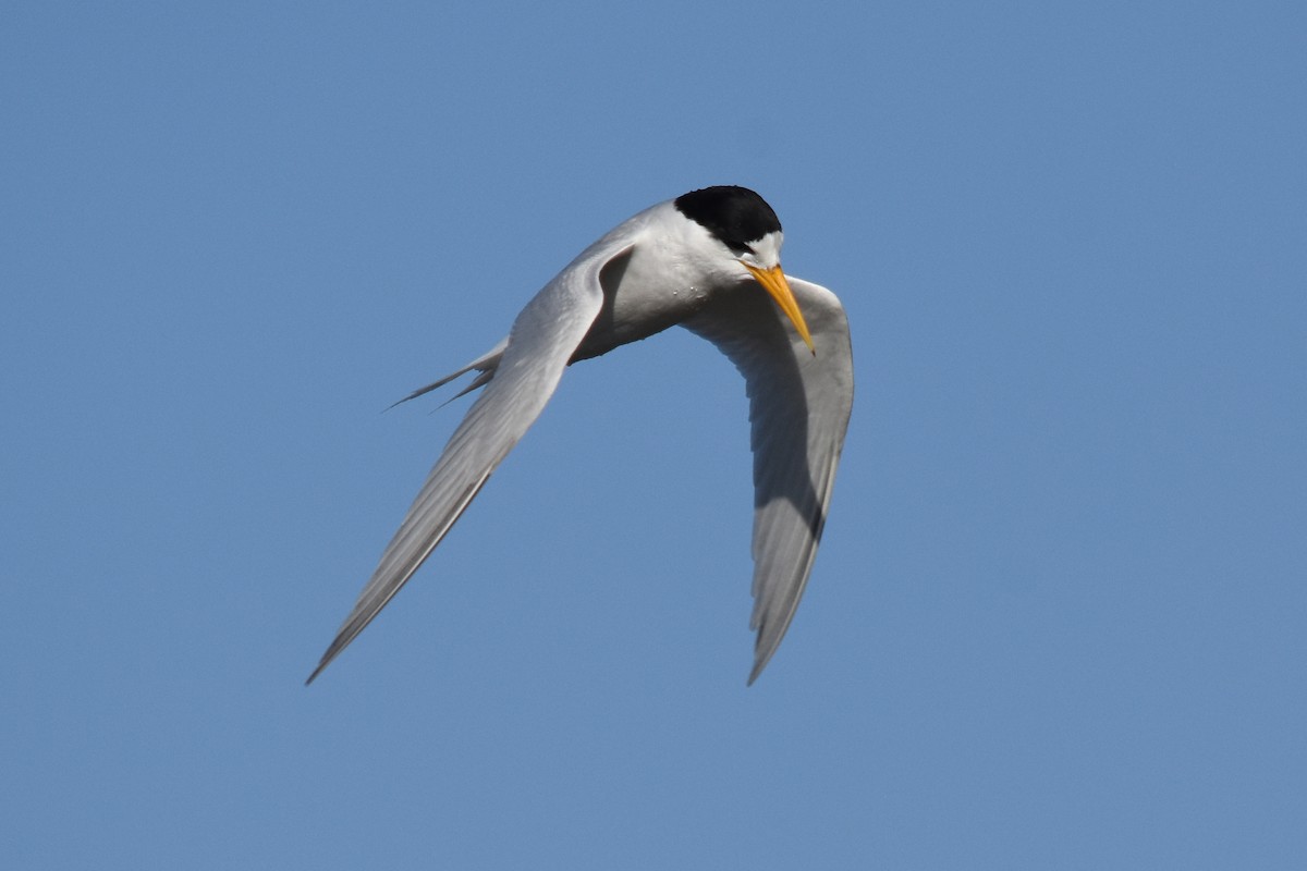 Australian Fairy Tern - ML41275361