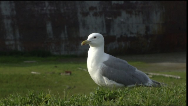 Glaucous-winged Gull - ML412755