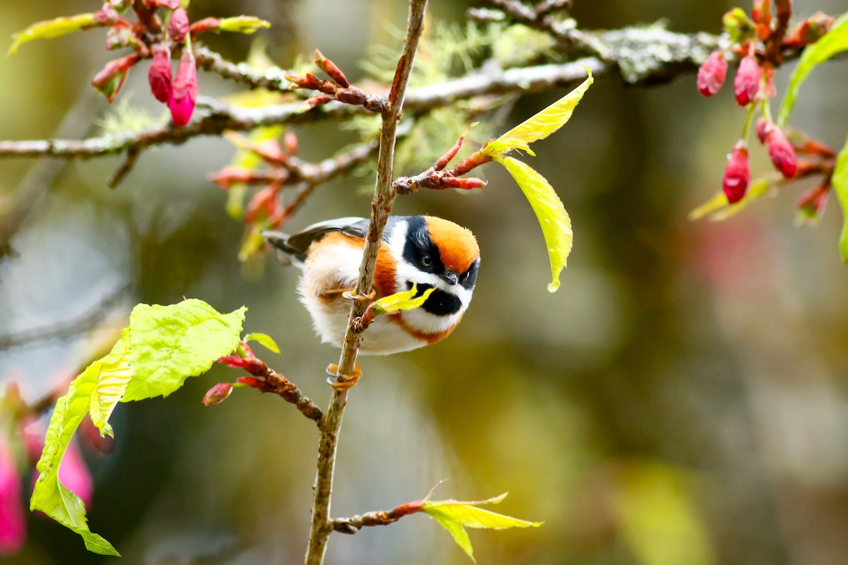 Black-throated Tit - ML412755081