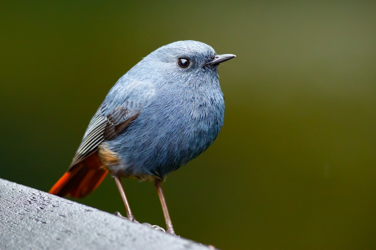 Plumbeous Redstart - u7 Liao