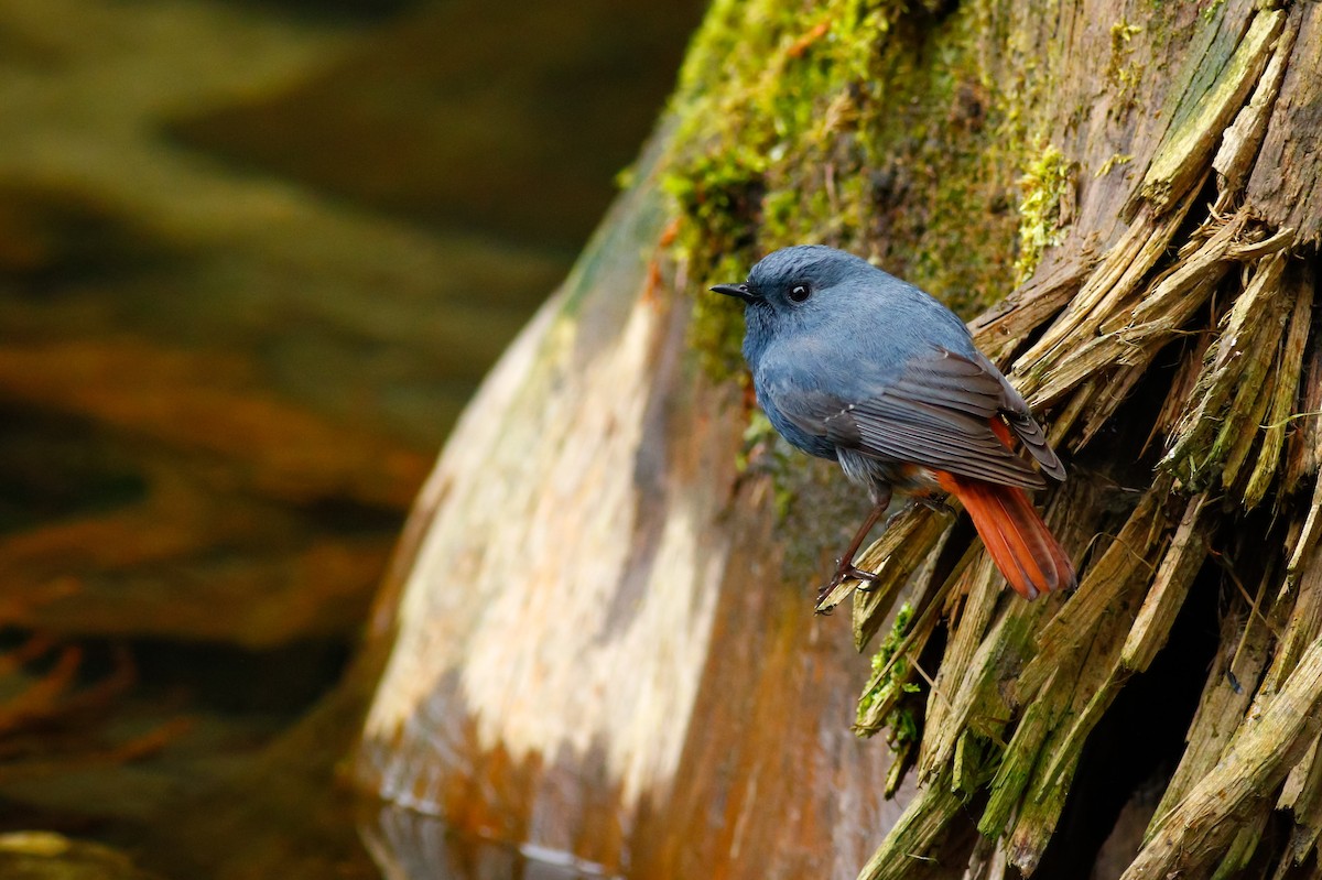 Plumbeous Redstart - u7 Liao