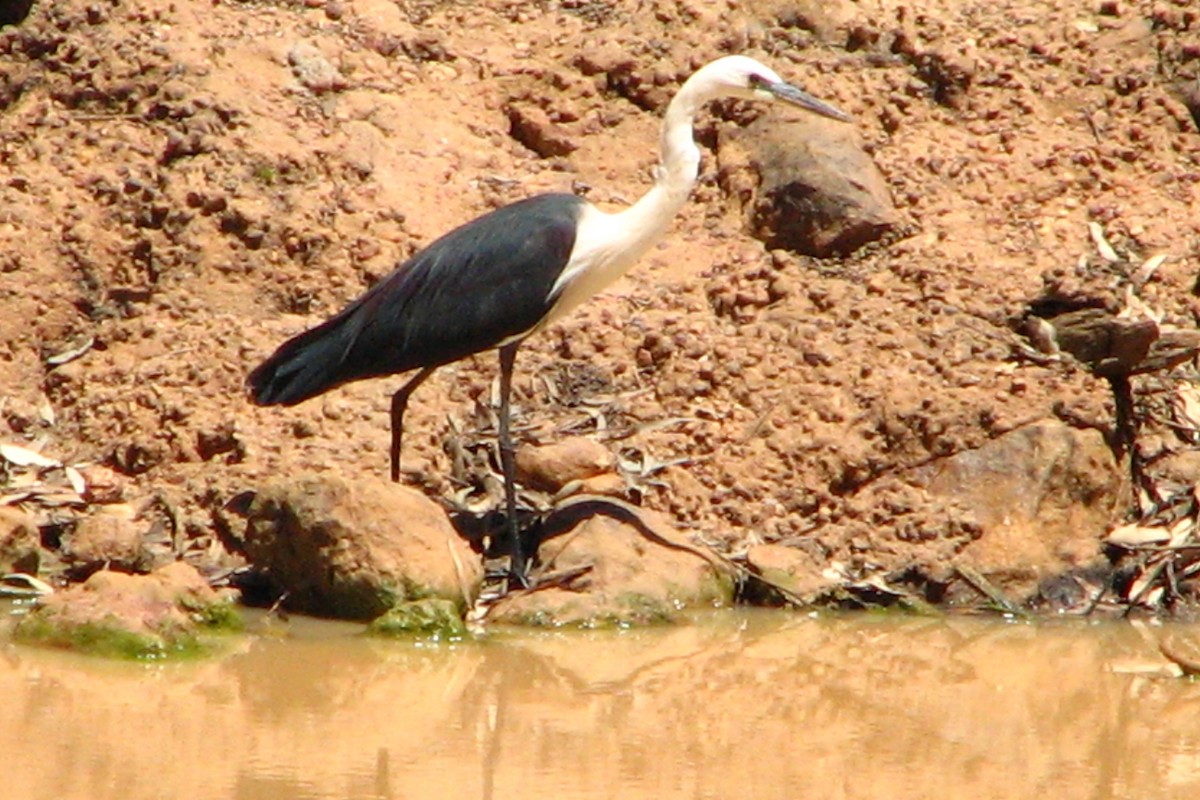 Héron à tête blanche - ML412755341