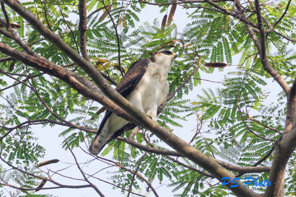 Rufous-bellied Eagle - Pary  Sivaraman