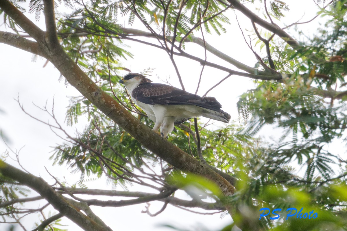Rufous-bellied Eagle - Pary  Sivaraman