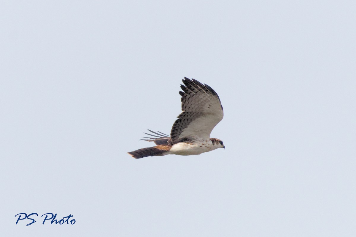 Rufous-bellied Eagle - ML412757311