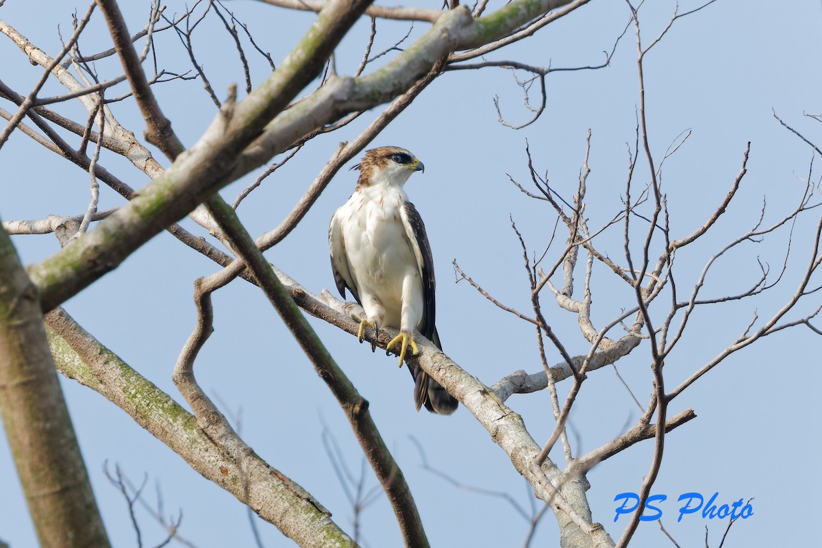 Rufous-bellied Eagle - ML412757321