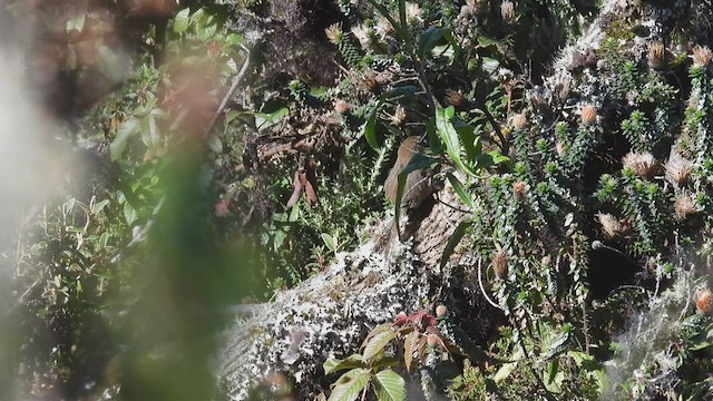 Mouse-colored Thistletail - ML412758941