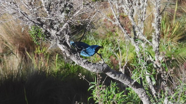 Turquoise Jay - ML412758951