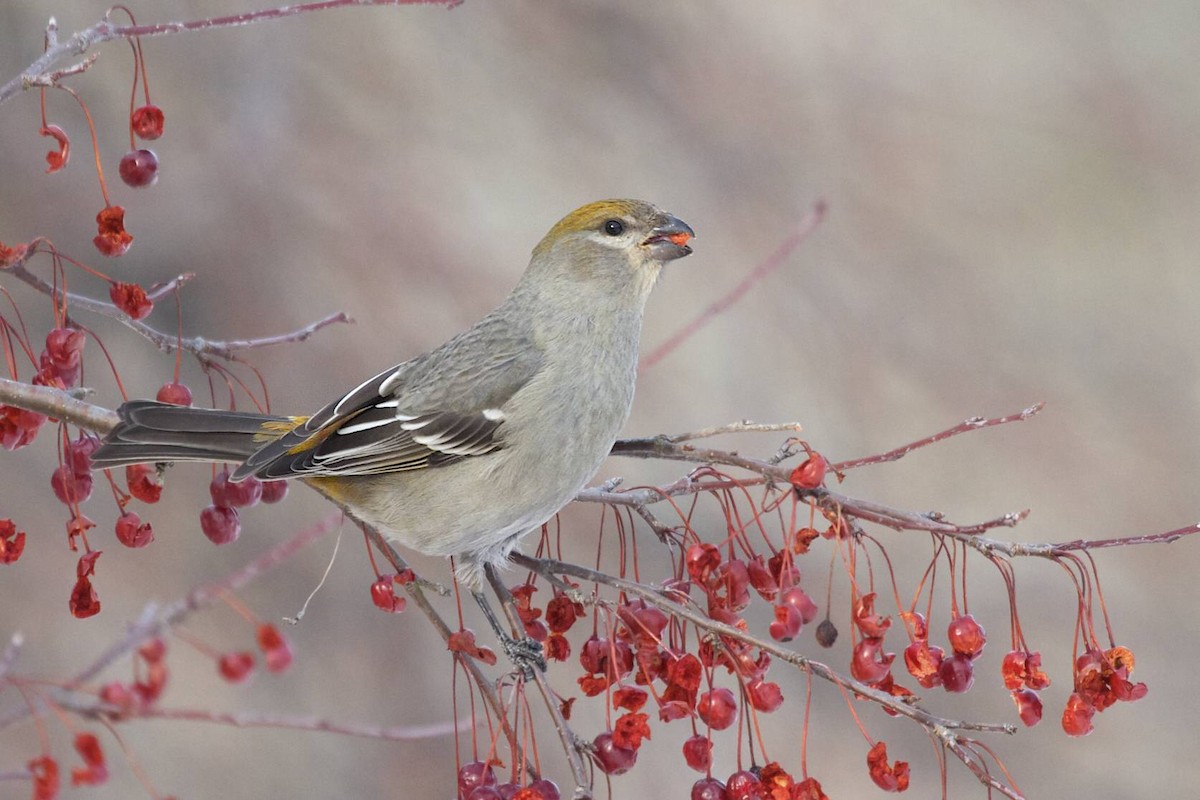 Pine Grosbeak - Doug Hitchcox