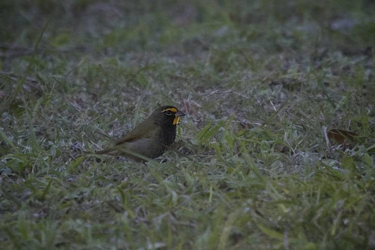 Yellow-faced Grassquit - ML41276051