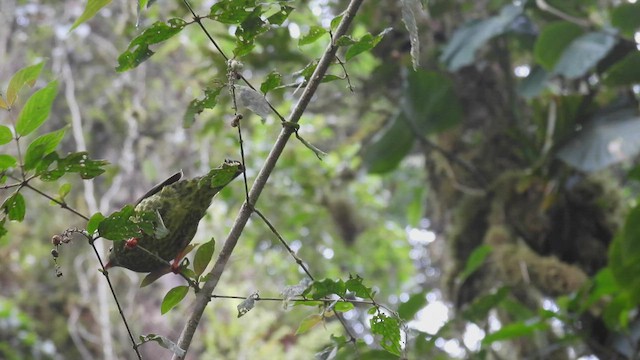 Cotinga vert et noir - ML412761121