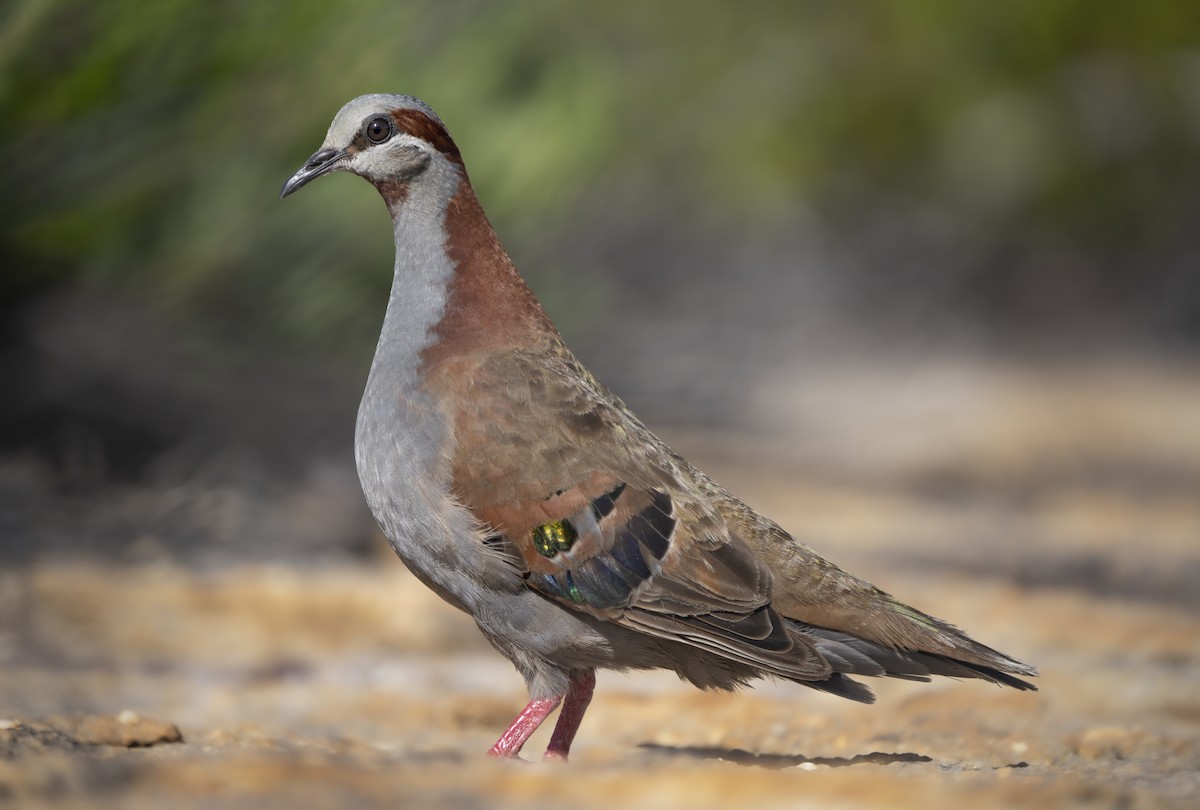 Brush Bronzewing - David Sinnott