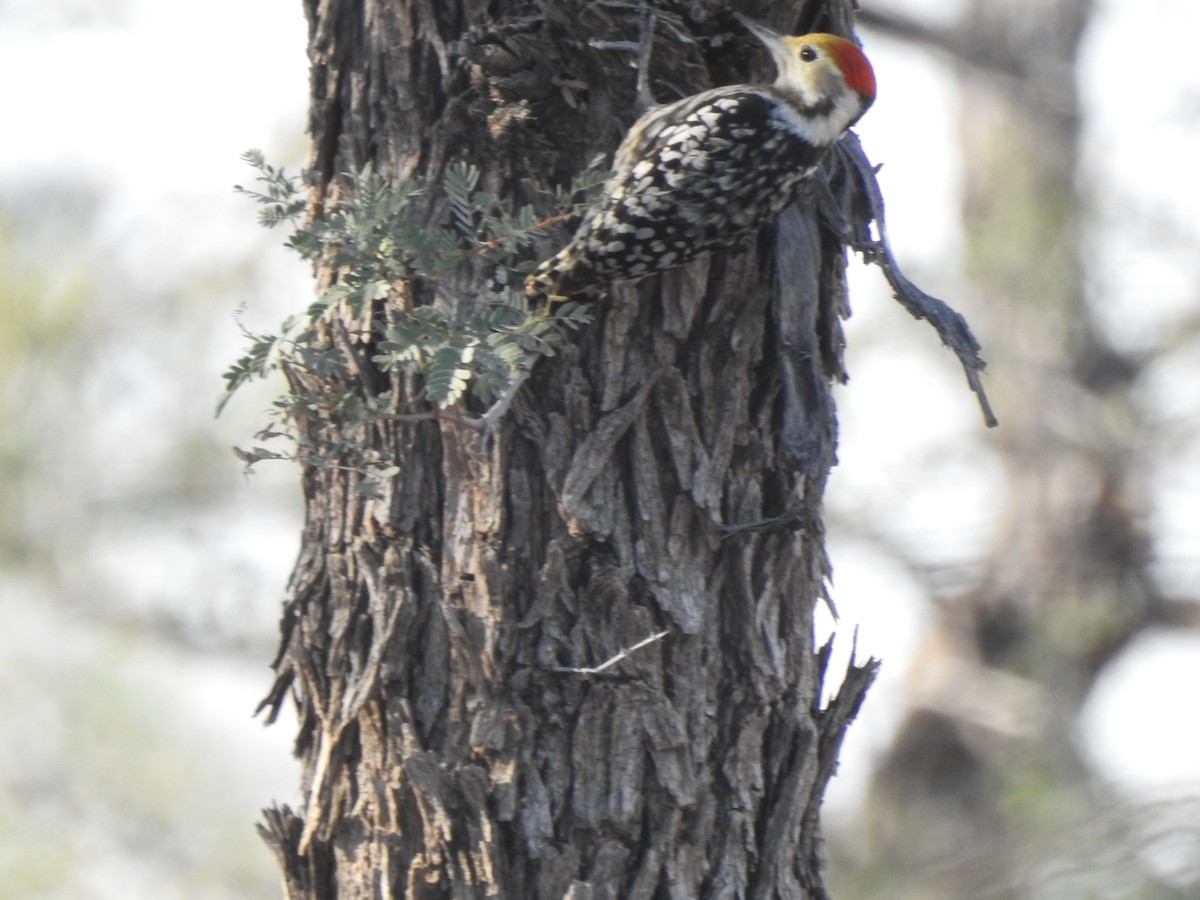 Yellow-crowned Woodpecker - ML412765711